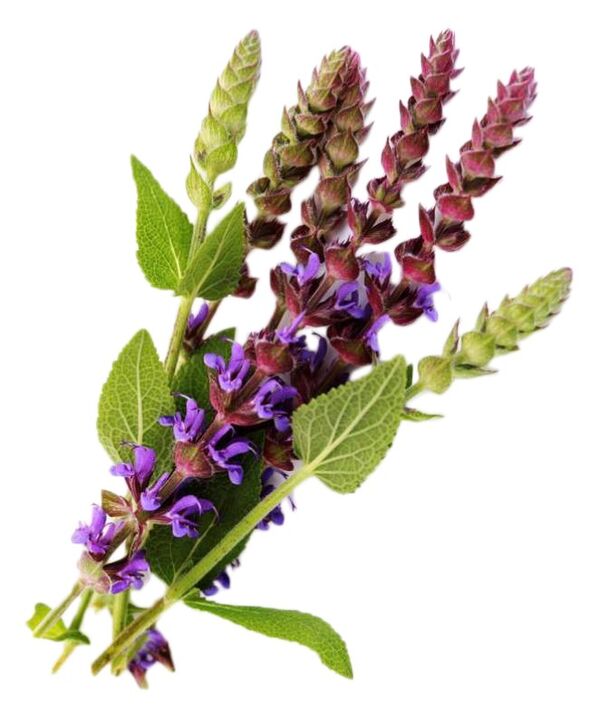 Extrait de salvia dans le cadre du gel géant