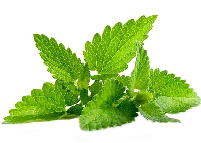 Menthe sauvage dans le gel géant